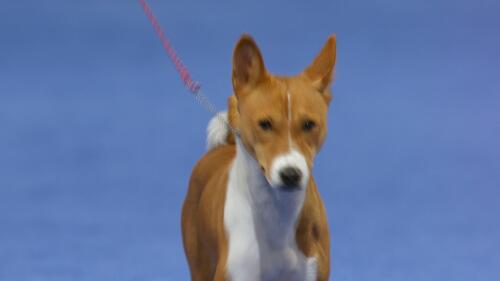 nbc_dog_basenji_231121.jpg