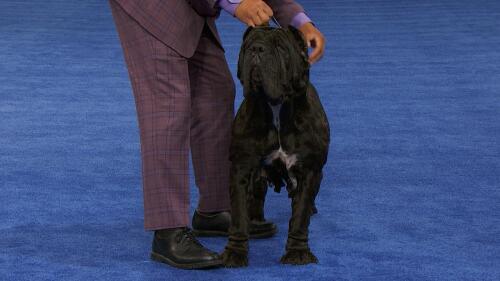 nbc_dog_neapolitanmastiff_231122.jpg