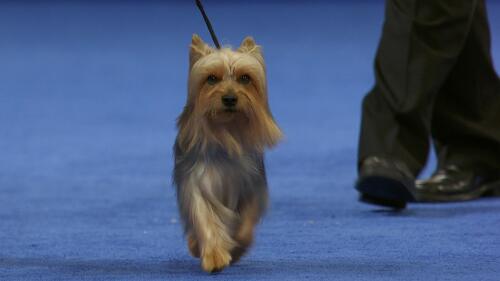 nbc_dog_silkyterrier_231120.jpg