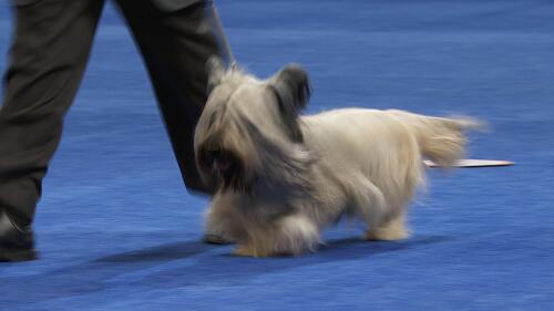 nbc_dog_skyeterrier_231121.jpg