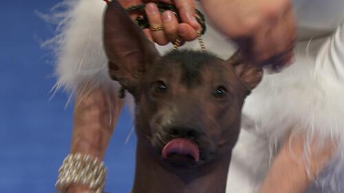 nbc_dog_xoloitzcuintli_231120.jpg