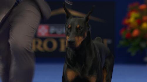 nbc_dog_dobermanpinshcer_231122.jpg