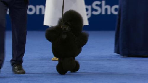 nbc_dog_poodletoy_231120.jpg