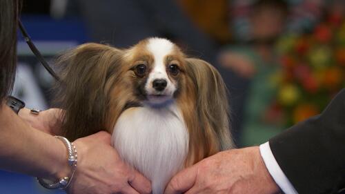 nbc_dog_papillon_231120.jpg