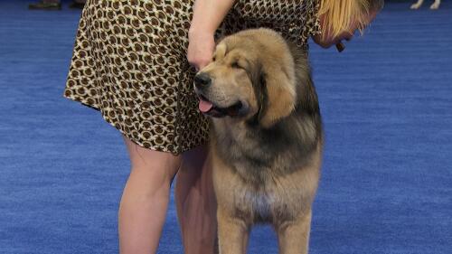 nbc_dog_tibetanmastiff_231122.jpg