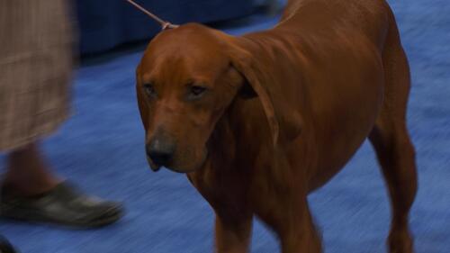 nbc_dog_redbonecoonhound_231121.jpg