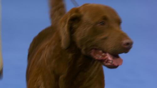 nbc_dog_chesapeakebayretriever_231121.jpg