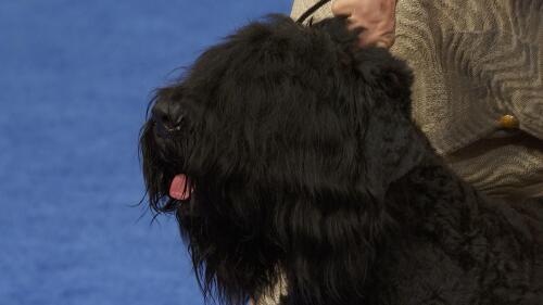 nbc_dog_blackrussianterrier_231122.jpg