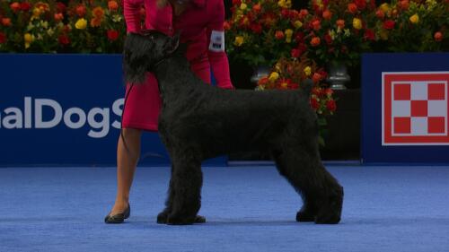 nbc_dog_giantschnauzer_231122.jpg